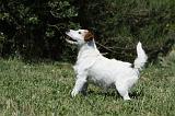 PARSON RUSSEL TERRIER 140